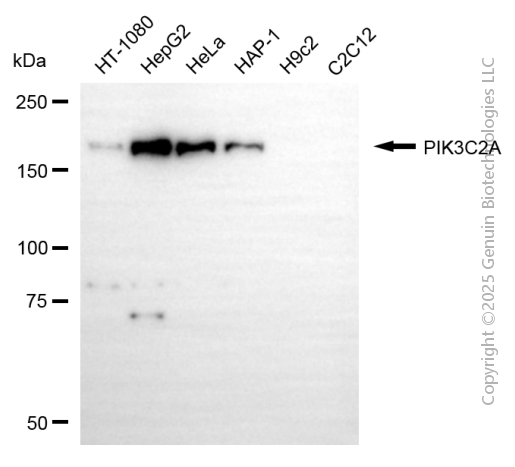 KD-Validated Anti-PIK3C2A Mouse Monoclonal Antibody ABG2170