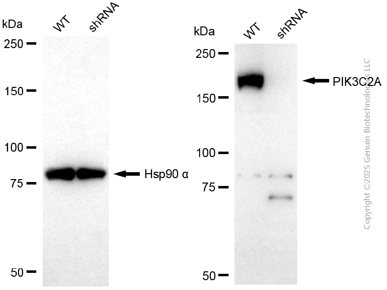 KD-Validated Anti-PIK3C2A Mouse Monoclonal Antibody ABG2170