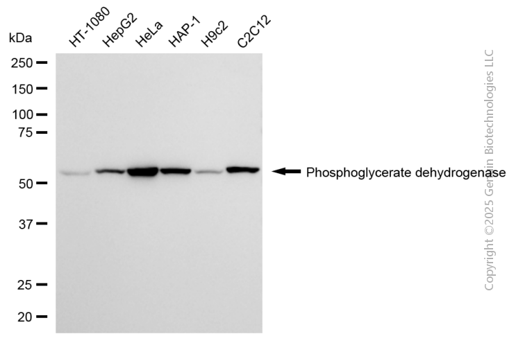 KD-Validated Anti-PHGDH Mouse Monoclonal Antibody ABG2171