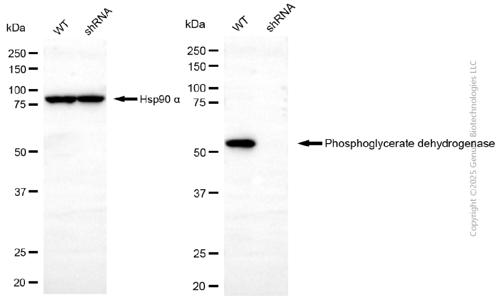 KD-Validated Anti-PHGDH Mouse Monoclonal Antibody ABG2171