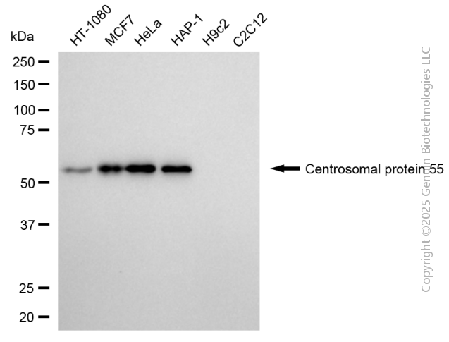 KD-Validated Anti-CEP55 Mouse Monoclonal Antibody ABG2172