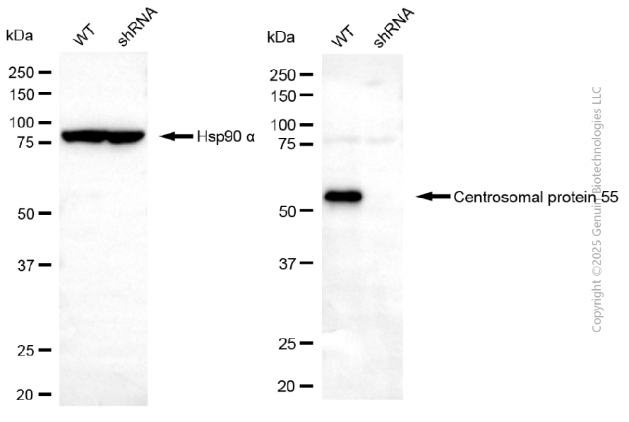 KD-Validated Anti-CEP55 Mouse Monoclonal Antibody ABG2172