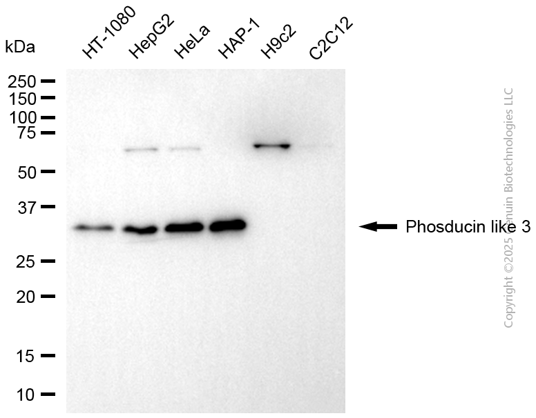 KD-Validated Anti-PDCL3 Mouse Monoclonal Antibody ABG2173
