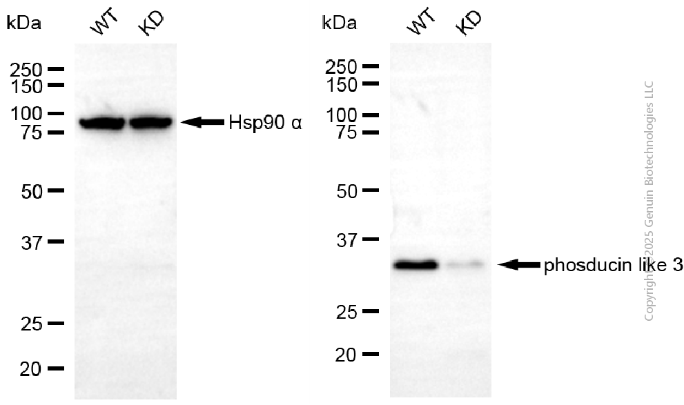 KD-Validated Anti-PDCL3 Mouse Monoclonal Antibody ABG2173