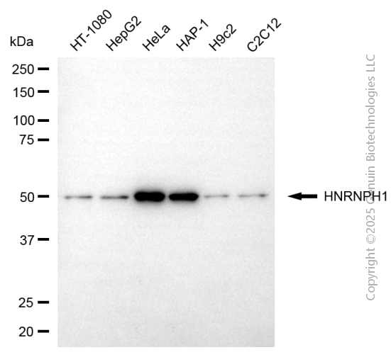 KD-Validated Anti-HNRNPH1 Mouse Monoclonal Antibody ABG2174