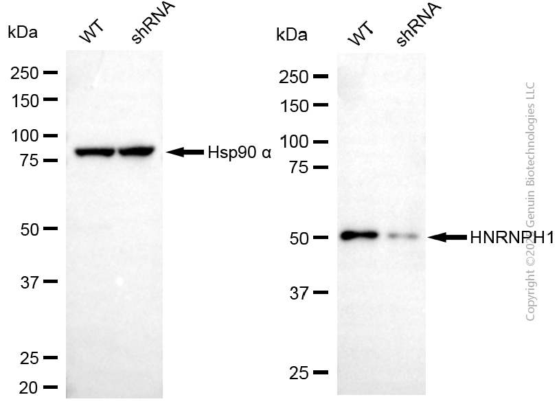 KD-Validated Anti-HNRNPH1 Mouse Monoclonal Antibody ABG2174