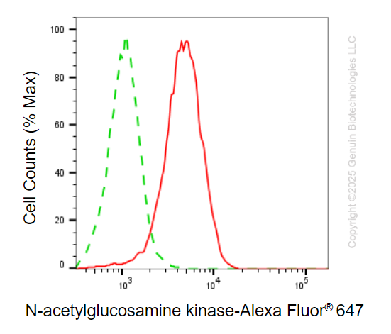 KD-Validated Anti-NAGK Mouse Monoclonal Antibody ABG2175