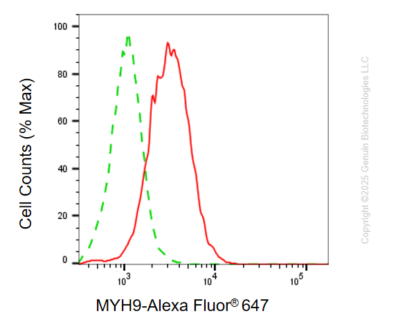 KD-Validated Anti-MYH9 Mouse Monoclonal Antibody ABG2176