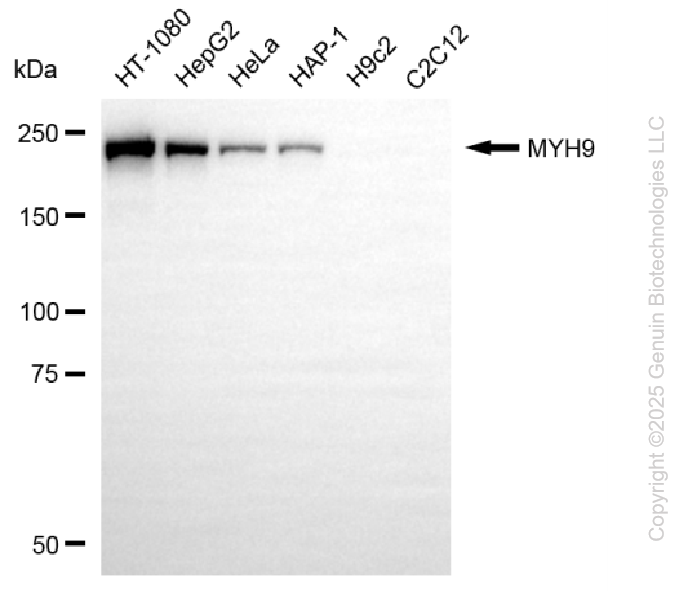 KD-Validated Anti-MYH9 Mouse Monoclonal Antibody ABG2176
