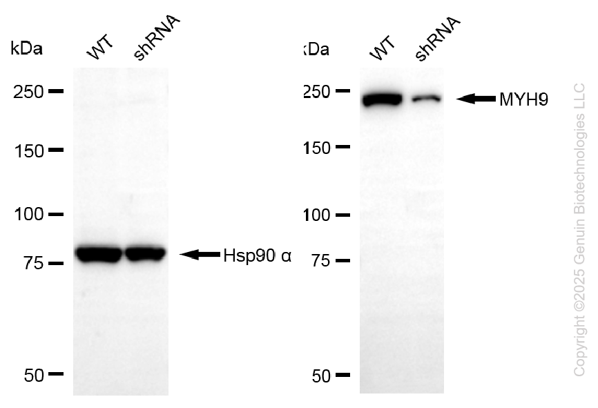KD-Validated Anti-MYH9 Mouse Monoclonal Antibody ABG2176