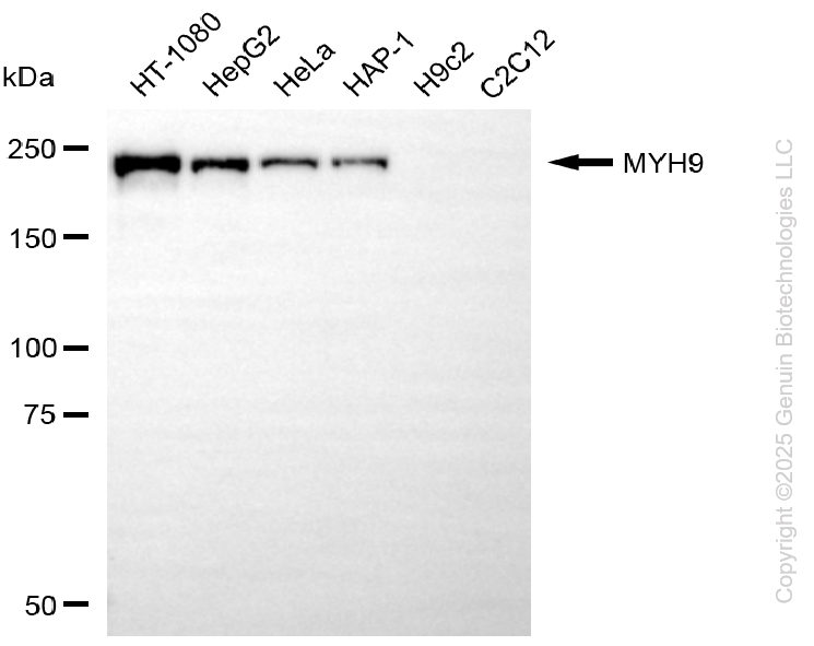 KD-Validated Anti-MYH9 Mouse Monoclonal Antibody ABG2177