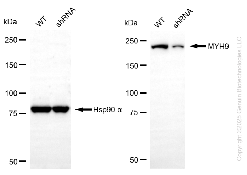 KD-Validated Anti-MYH9 Mouse Monoclonal Antibody ABG2177
