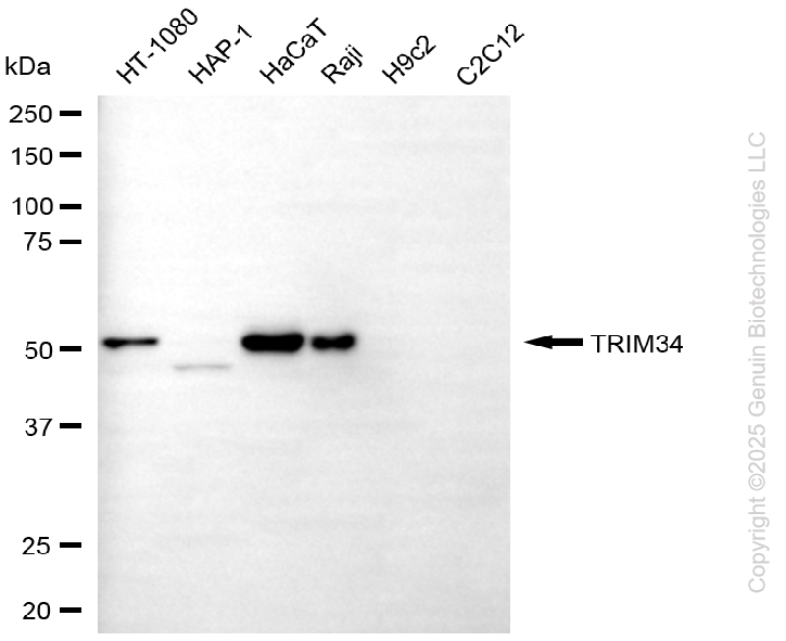 KD-Validated Anti-TRIM34 Mouse Monoclonal Antibody ABG2178