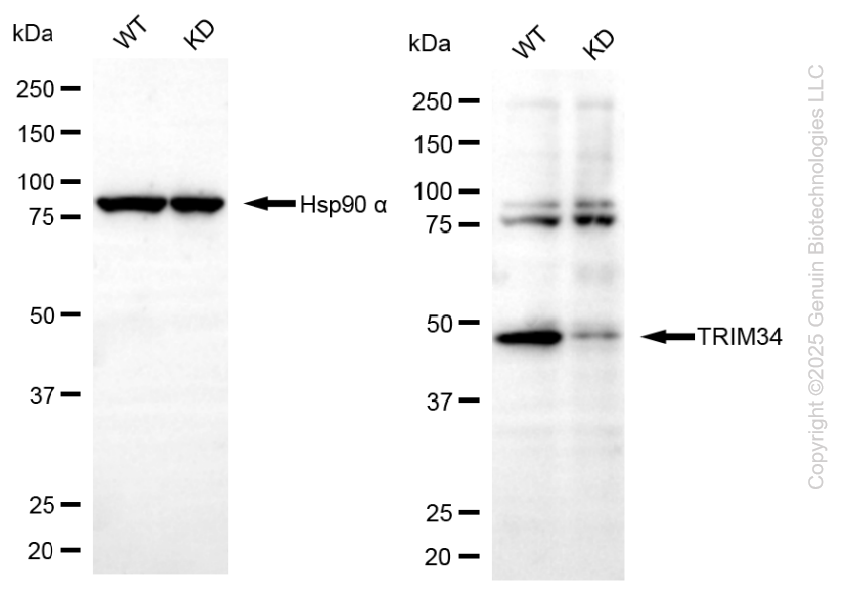 KD-Validated Anti-TRIM34 Mouse Monoclonal Antibody ABG2178