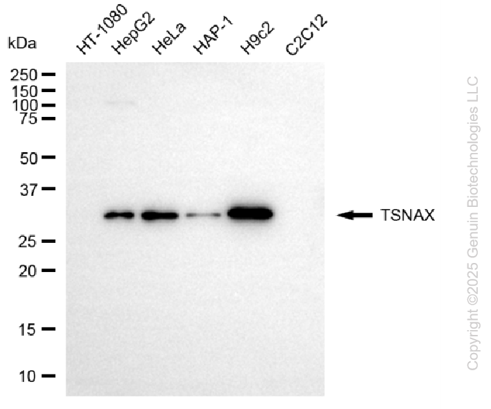 KD-Validated Anti-TSNAX Mouse Monoclonal Antibody ABG2179