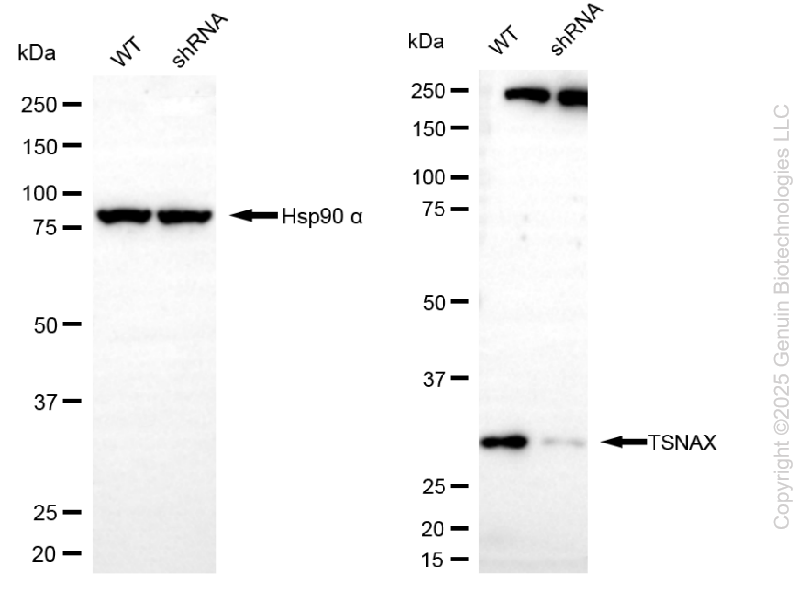 KD-Validated Anti-TSNAX Mouse Monoclonal Antibody ABG2179