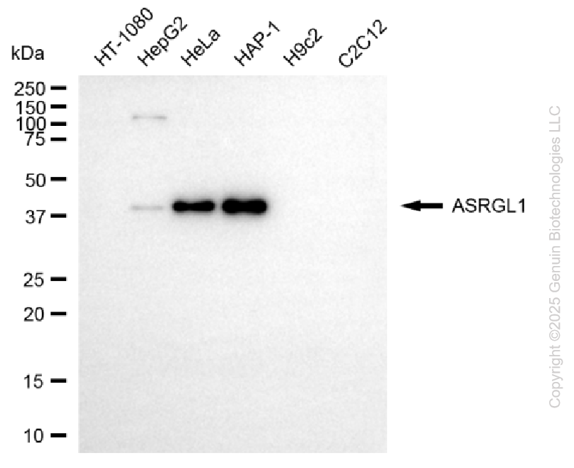 KD-Validated Anti-ASRGL1 Mouse Monoclonal Antibody ABG2180