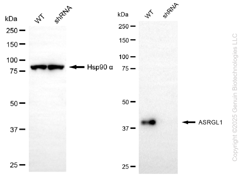 KD-Validated Anti-ASRGL1 Mouse Monoclonal Antibody ABG2180