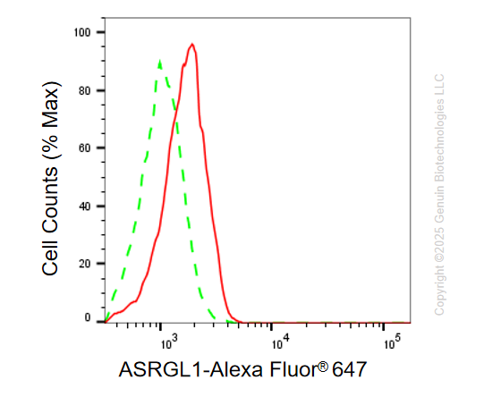 KD-Validated Anti-ASRGL1 Mouse Monoclonal Antibody ABG2181