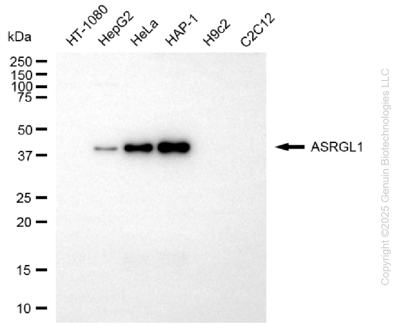 KD-Validated Anti-ASRGL1 Mouse Monoclonal Antibody ABG2181