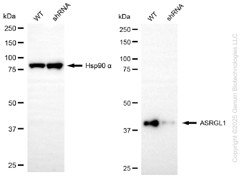 KD-Validated Anti-ASRGL1 Mouse Monoclonal Antibody ABG2181