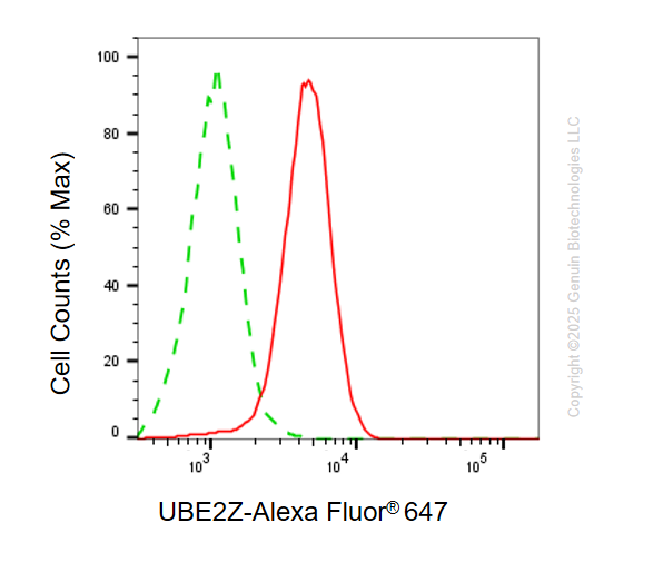 KD-Validated Anti-UBE2Z Mouse Monoclonal Antibody ABG2182