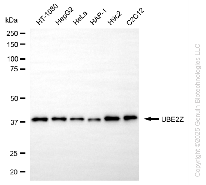 KD-Validated Anti-UBE2Z Mouse Monoclonal Antibody ABG2182