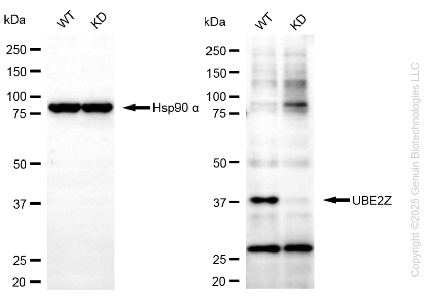 KD-Validated Anti-UBE2Z Mouse Monoclonal Antibody ABG2182