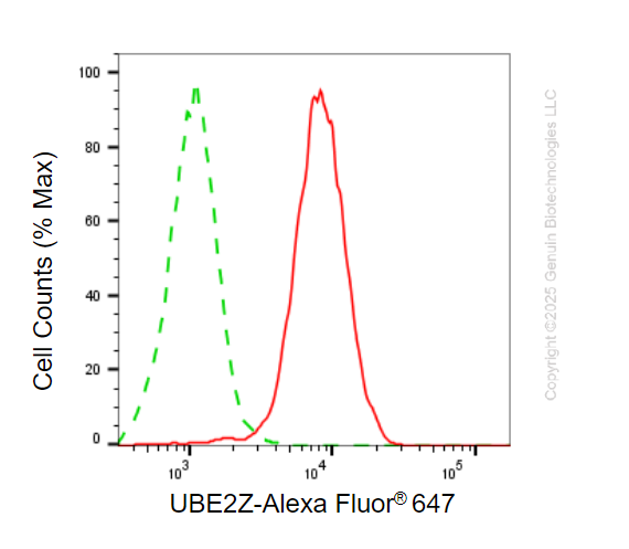 KD-Validated Anti-UBE2Z Mouse Monoclonal Antibody ABG2183