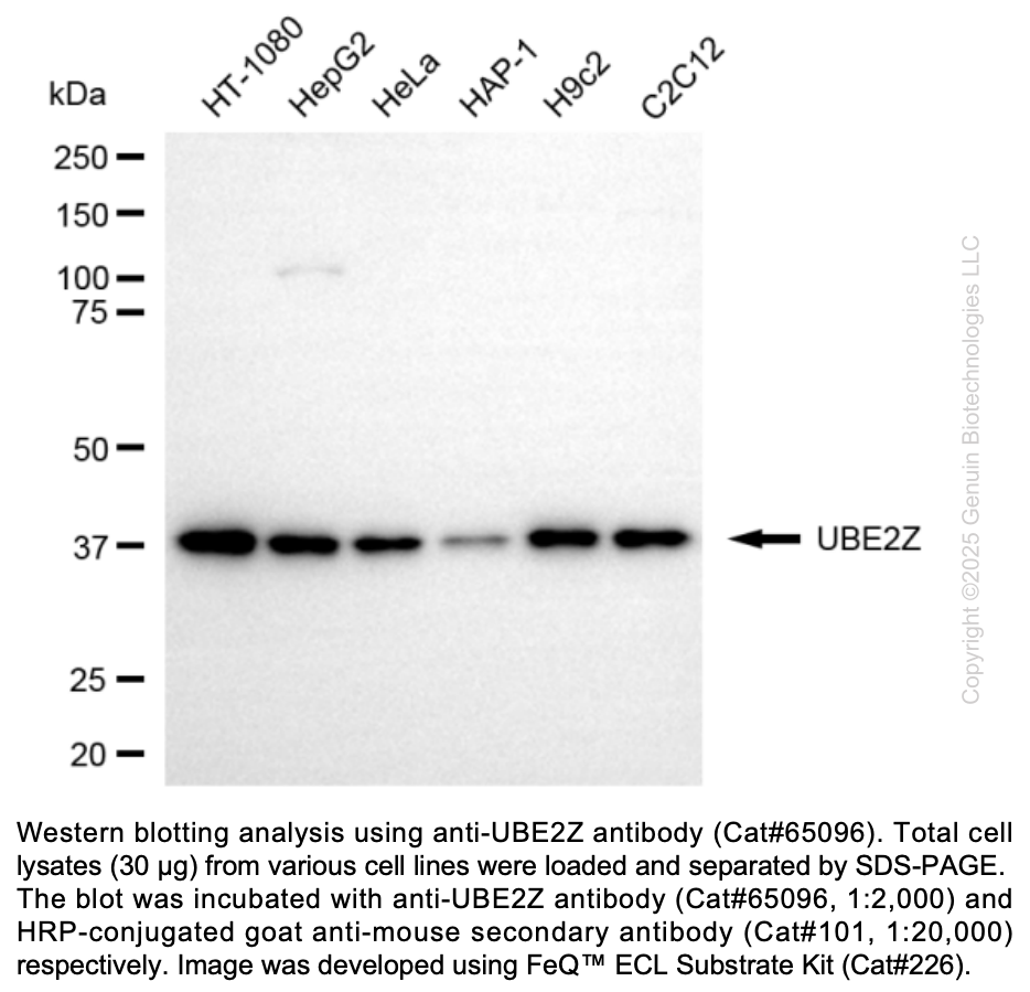 KD-Validated Anti-UBE2Z Mouse Monoclonal Antibody ABG2183
