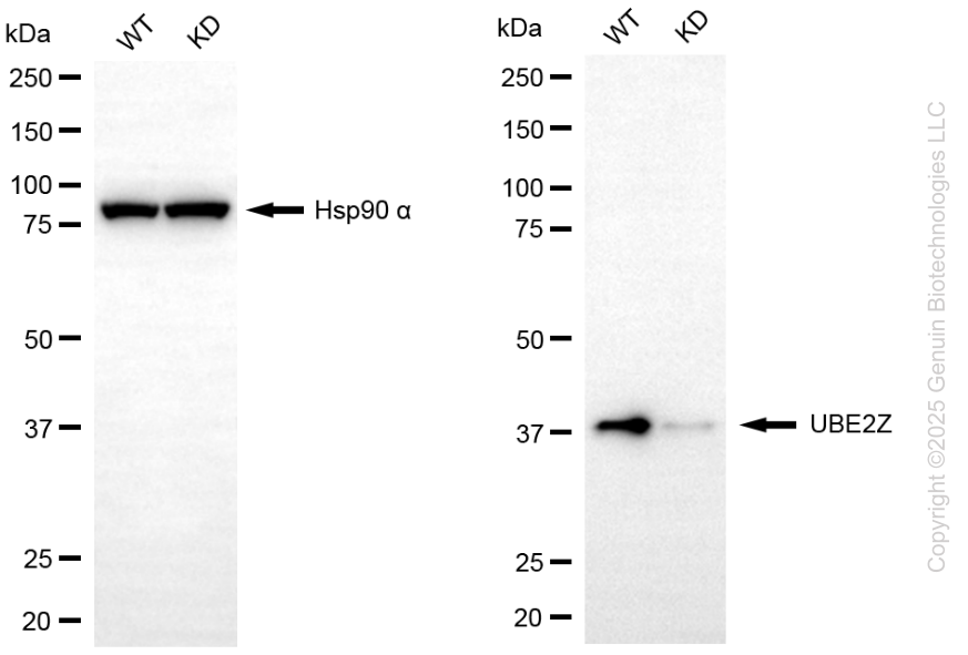 KD-Validated Anti-UBE2Z Mouse Monoclonal Antibody ABG2183