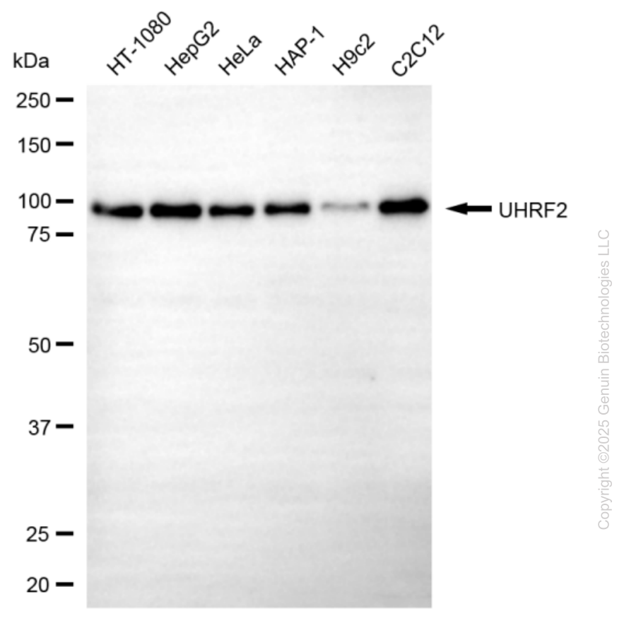 KD-Validated Anti-UHRF2 Mouse Monoclonal Antibody ABG2184
