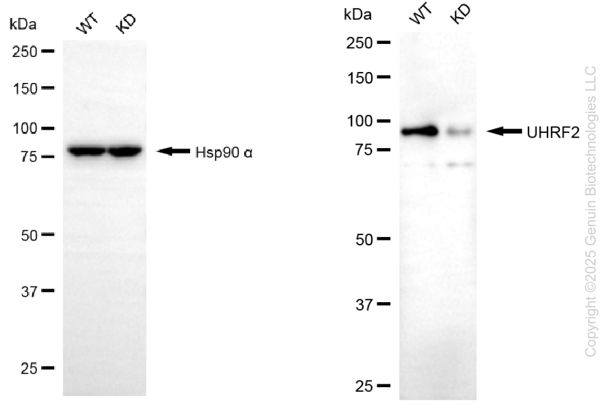 KD-Validated Anti-UHRF2 Mouse Monoclonal Antibody ABG2184