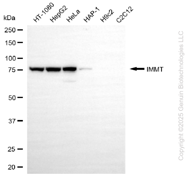 KD-Validated Anti-IMMT Mouse Monoclonal Antibody ABG2185