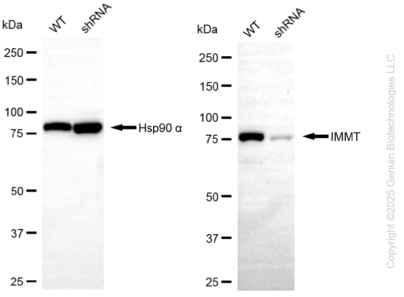 KD-Validated Anti-IMMT Mouse Monoclonal Antibody ABG2185