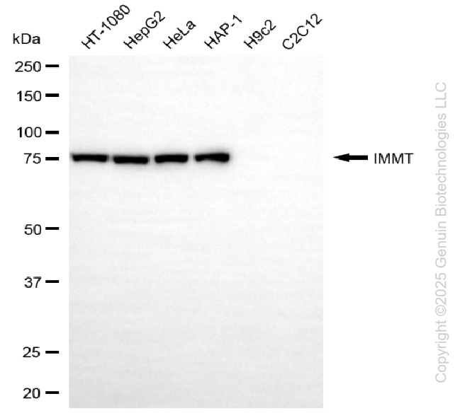 KD-Validated Anti-IMMT Mouse Monoclonal Antibody ABG2186