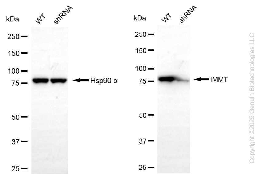 KD-Validated Anti-IMMT Mouse Monoclonal Antibody ABG2186