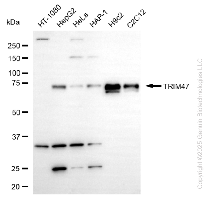 KD-Validated Anti-TRIM47 Mouse Monoclonal Antibody ABG2187