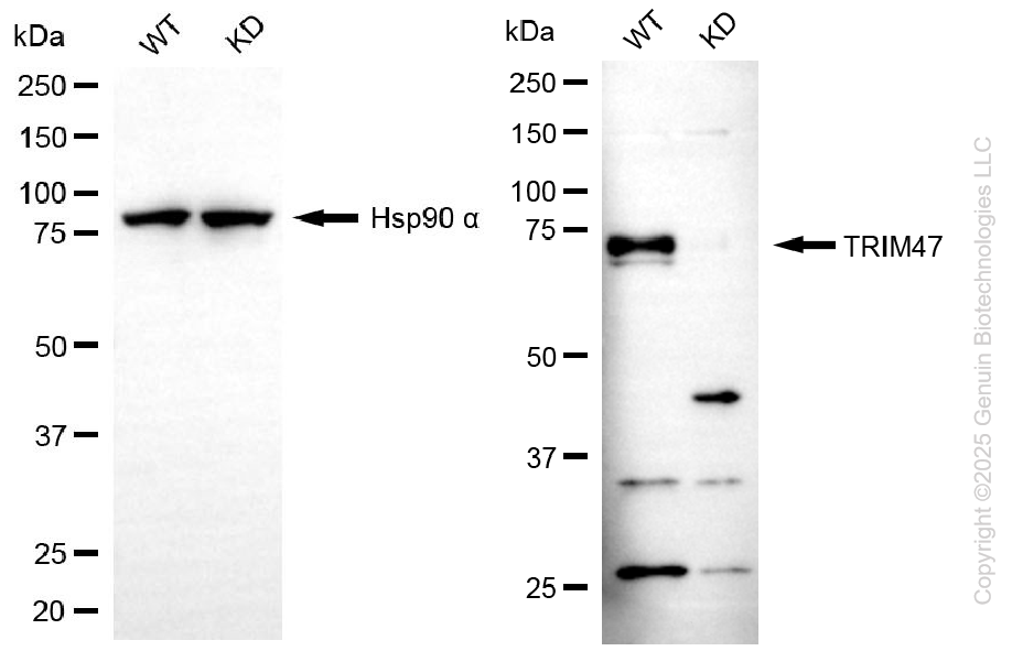 KD-Validated Anti-TRIM47 Mouse Monoclonal Antibody ABG2187
