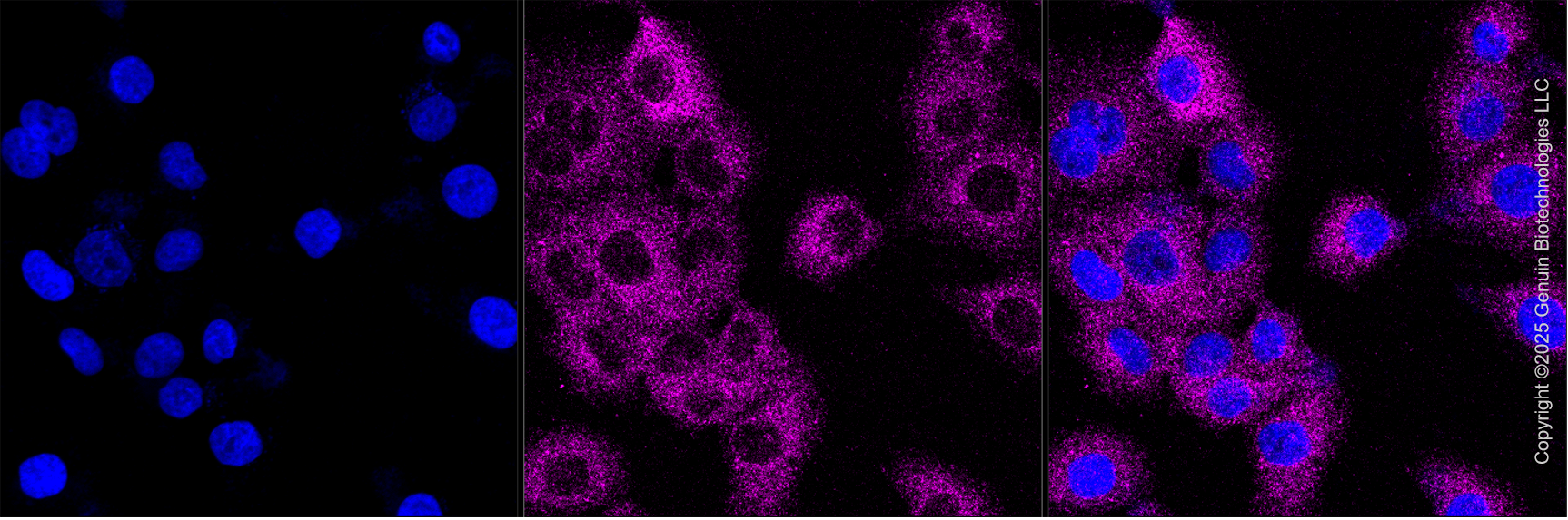 KD-Validated Anti-RNF31 Mouse Oligoclonal Antibody ABG2188