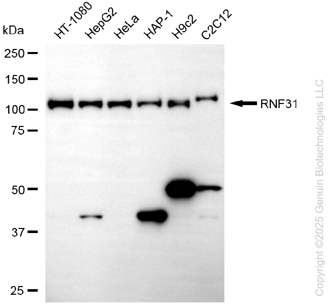 KD-Validated Anti-RNF31 Mouse Oligoclonal Antibody ABG2188