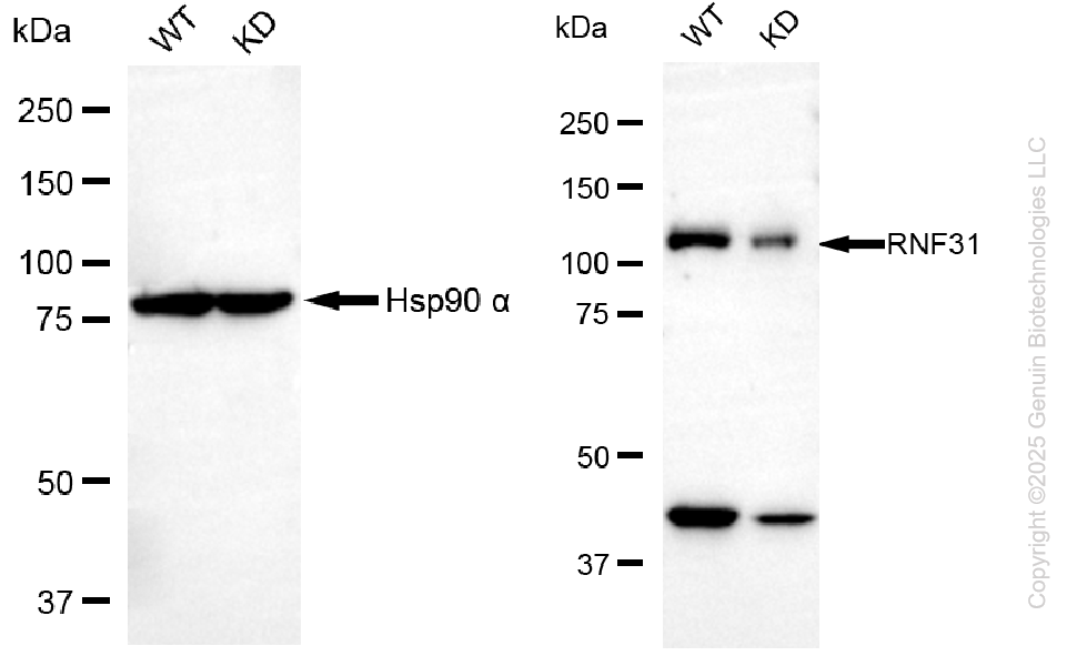 KD-Validated Anti-RNF31 Mouse Oligoclonal Antibody ABG2188