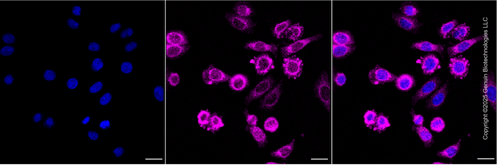 KD-Validated Anti-TRIM47 Mouse Oligoclonal Antibody ABG2189