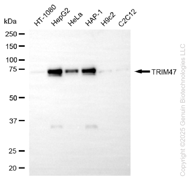 KD-Validated Anti-TRIM47 Mouse Oligoclonal Antibody ABG2189
