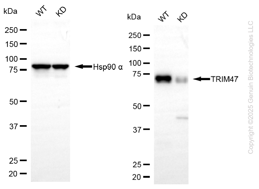 KD-Validated Anti-TRIM47 Mouse Oligoclonal Antibody ABG2189