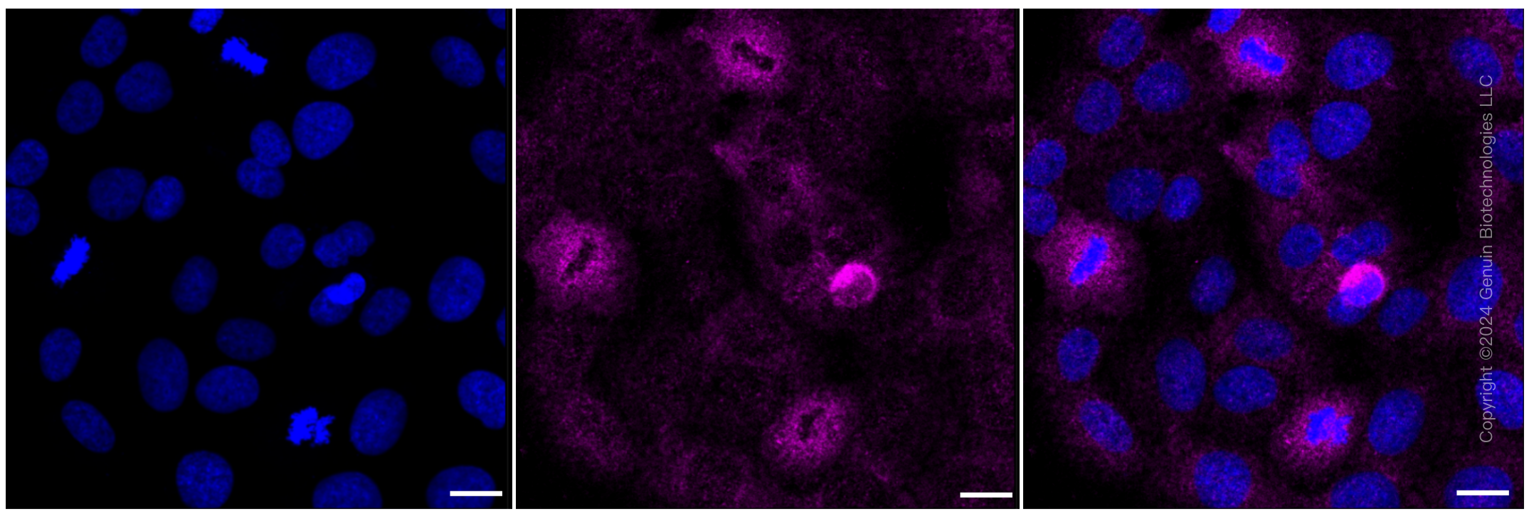 KD-Validated Anti-PRAS40 Rabbit Monoclonal Antibody ABG2190