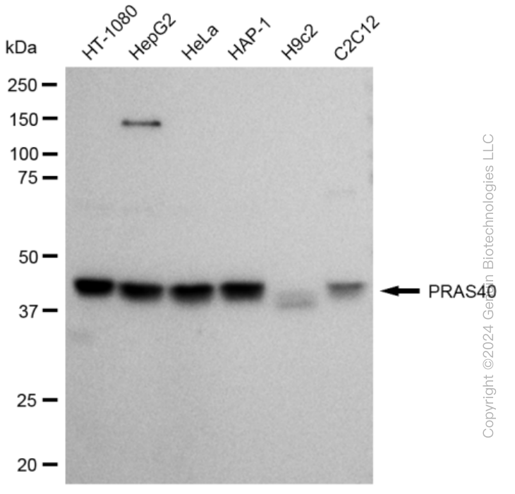 KD-Validated Anti-PRAS40 Rabbit Monoclonal Antibody ABG2190