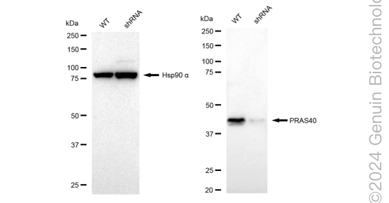 KD-Validated Anti-PRAS40 Rabbit Monoclonal Antibody ABG2190