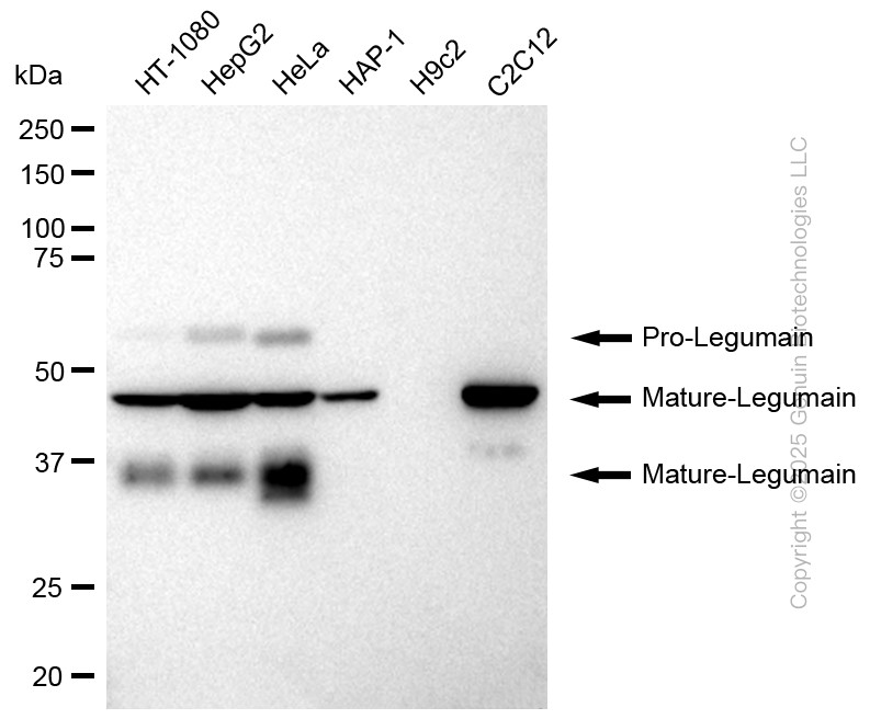 KD-Validated Anti-Legumain Rabbit Monoclonal Antibody ABG2191
