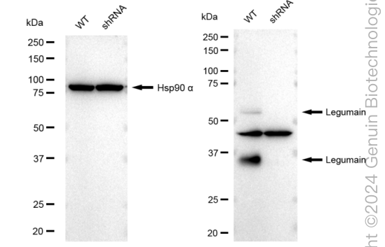 KD-Validated Anti-Legumain Rabbit Monoclonal Antibody ABG2191